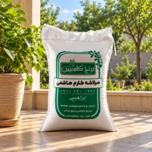 سرلاشه طارم هاشمی